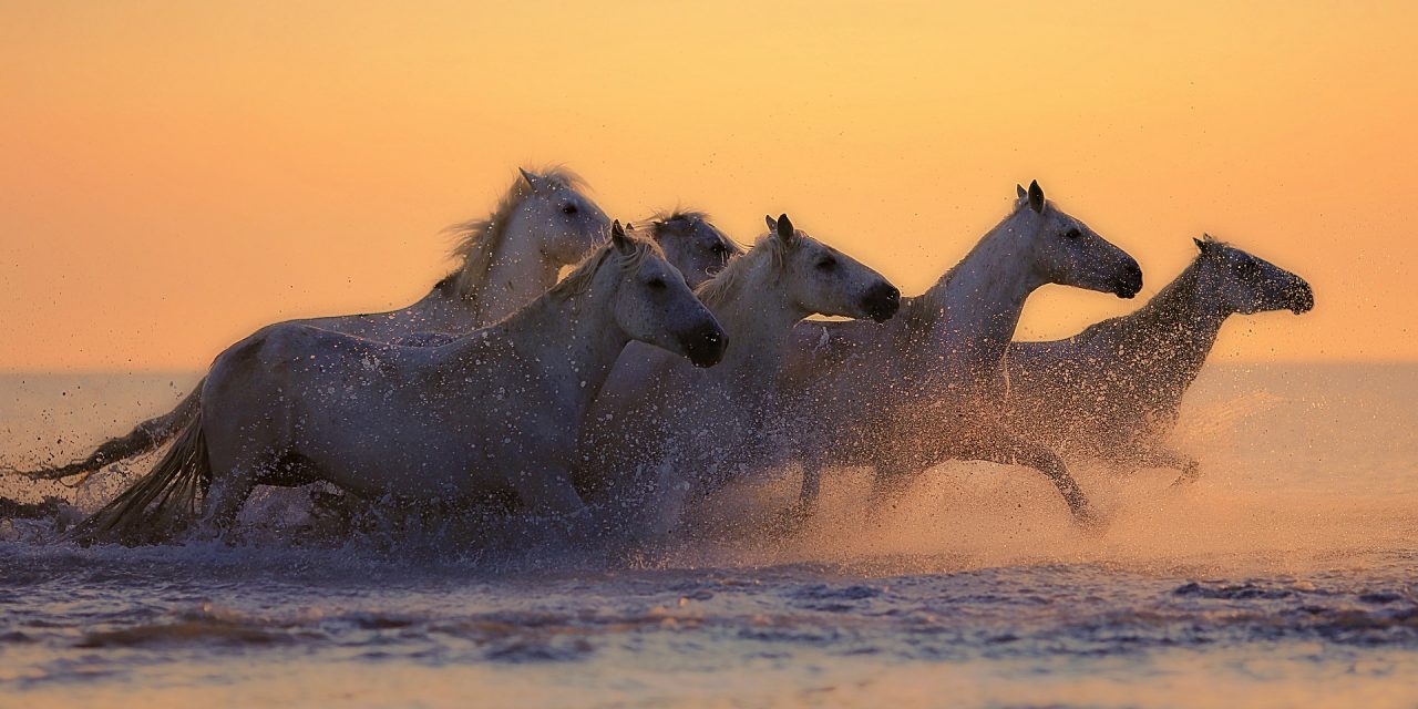 Search Effectiveness: Leading a Horse to Water