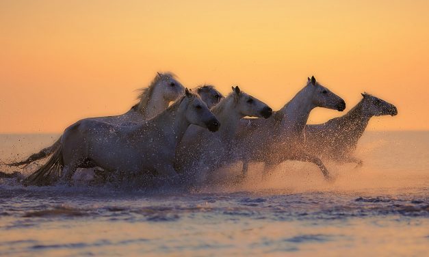 Search Effectiveness: Leading a Horse to Water